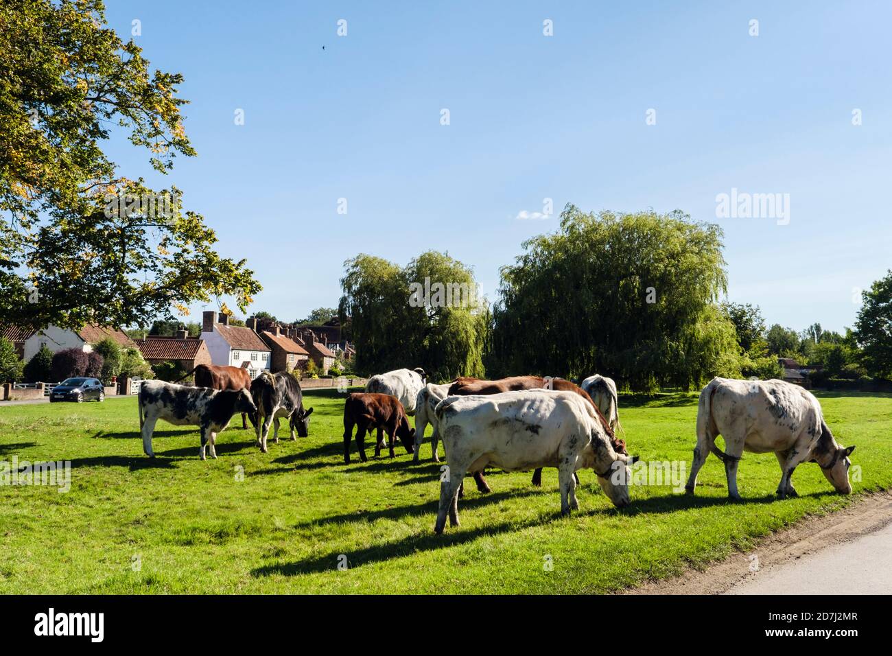 Bétail en liberté paître sur des terres communes sur un vert de village. Nun Monkton, York, Yorkshire du Nord, Angleterre, Royaume-Uni, Grande-Bretagne Banque D'Images