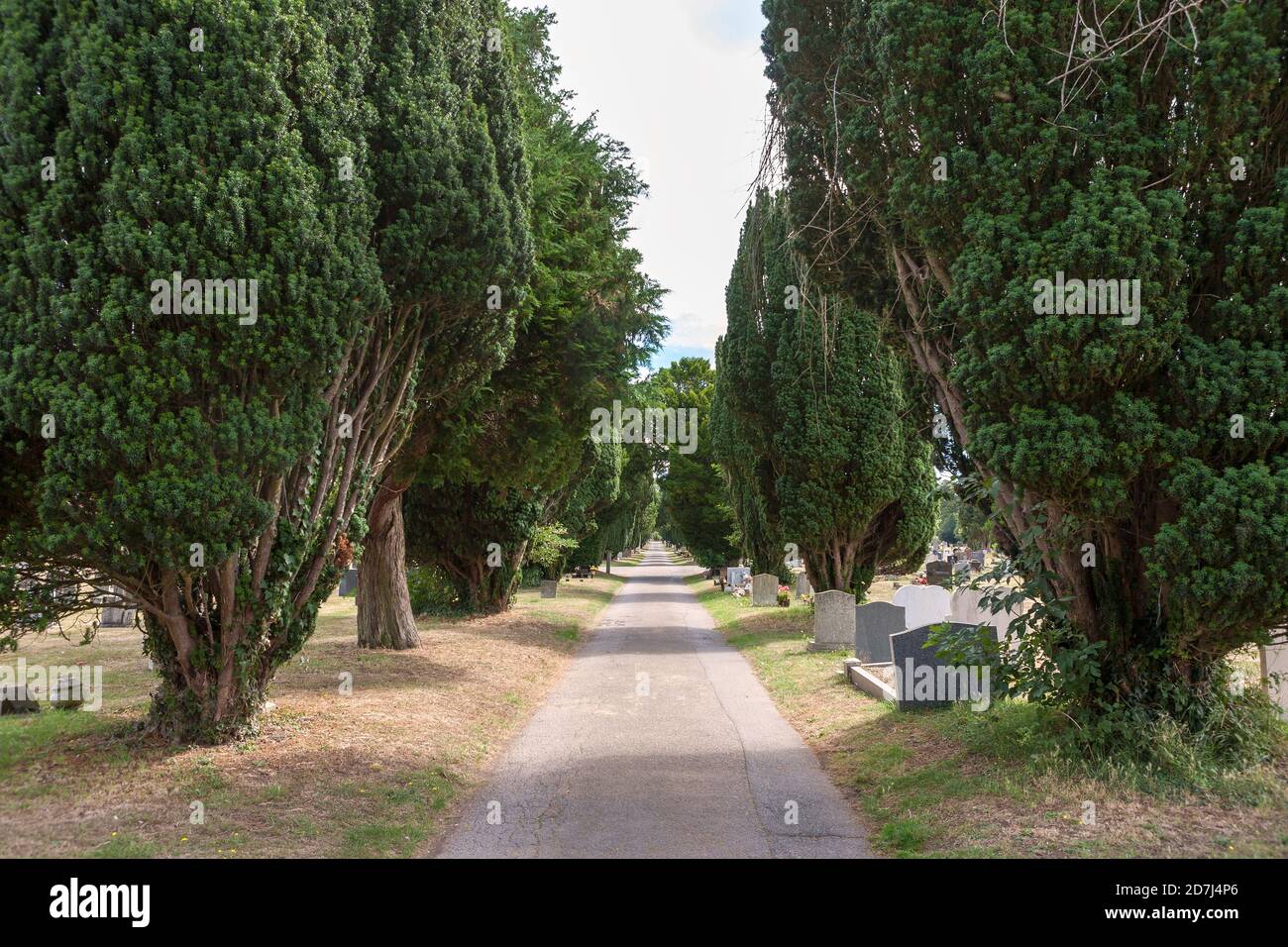 Yew Tree Avenue, cimetière d'Ann's Hill, Gosport, Hampshire, Angleterre, Royaume-Uni Banque D'Images