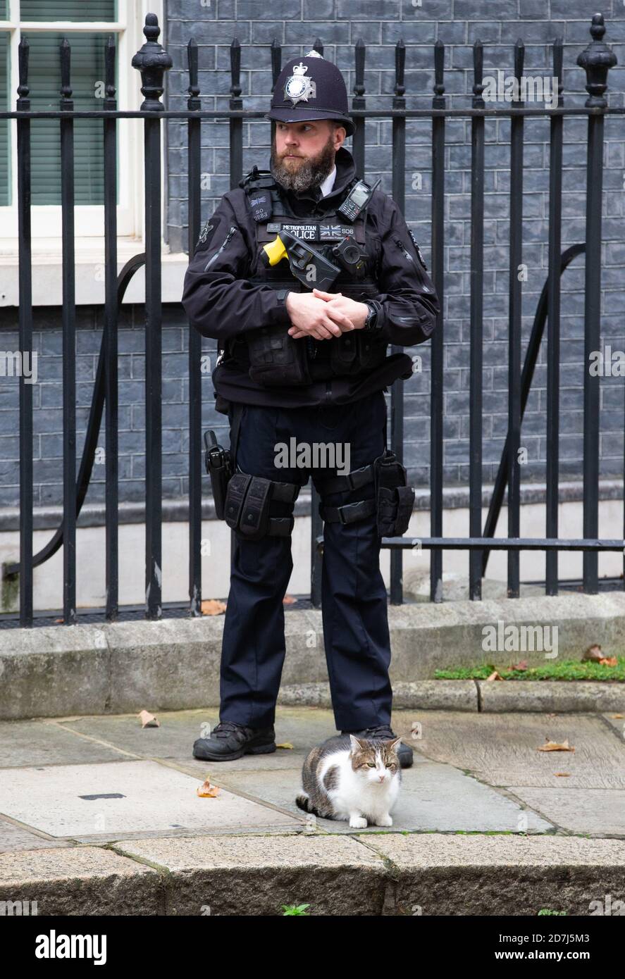 Londres, Royaume-Uni. 23 octobre 2020. Larry le chat de Downing Street attend l'événement pour démarrer le Premier ministre britannique, Boris Johnson, rencontre des collecteurs de fonds de la Légion royale britannique sur les marches de la rue numéro 10 Downing. Crédit : Mark Thomas/Alay Live News Banque D'Images