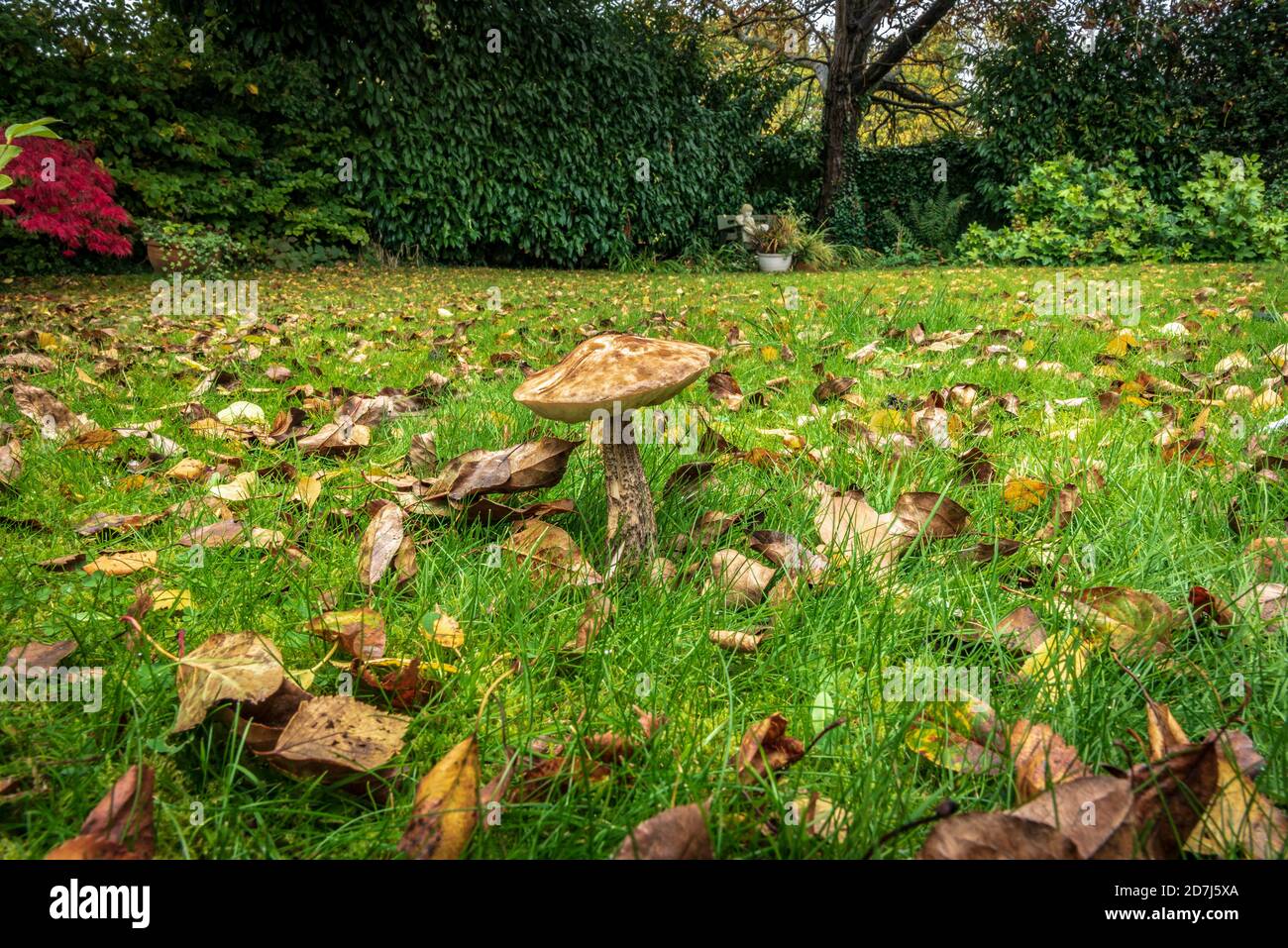 Leccinum scabrum, communément appelé bolete à tiges rugueuses, tige de sablier et champignon de bolete de bouleau. L'automne doré laisse le sol autour Banque D'Images