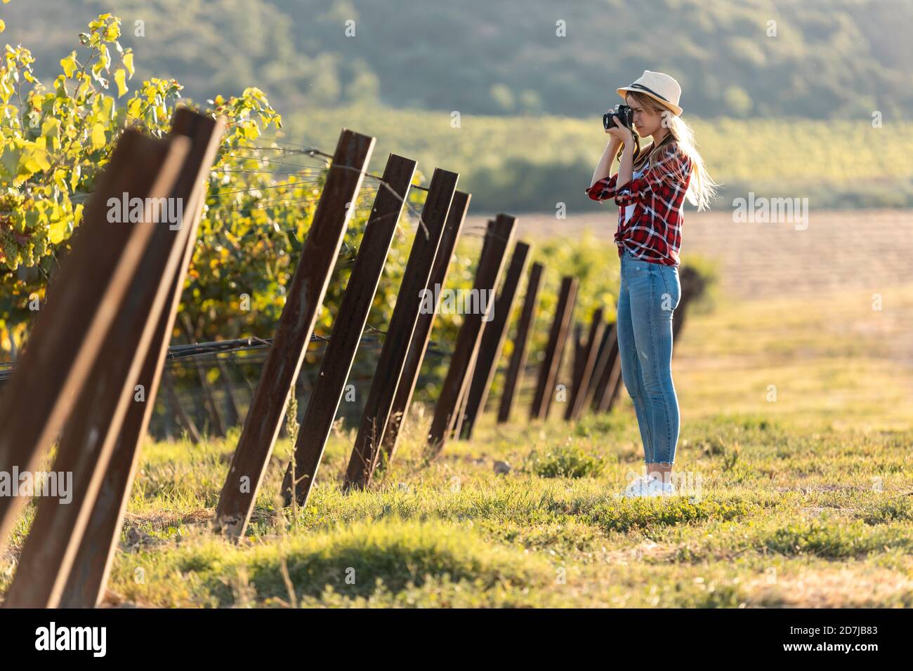 Femme prenant des photos avec l'appareil photo tout en se tenant debout dans le vignoble Banque D'Images