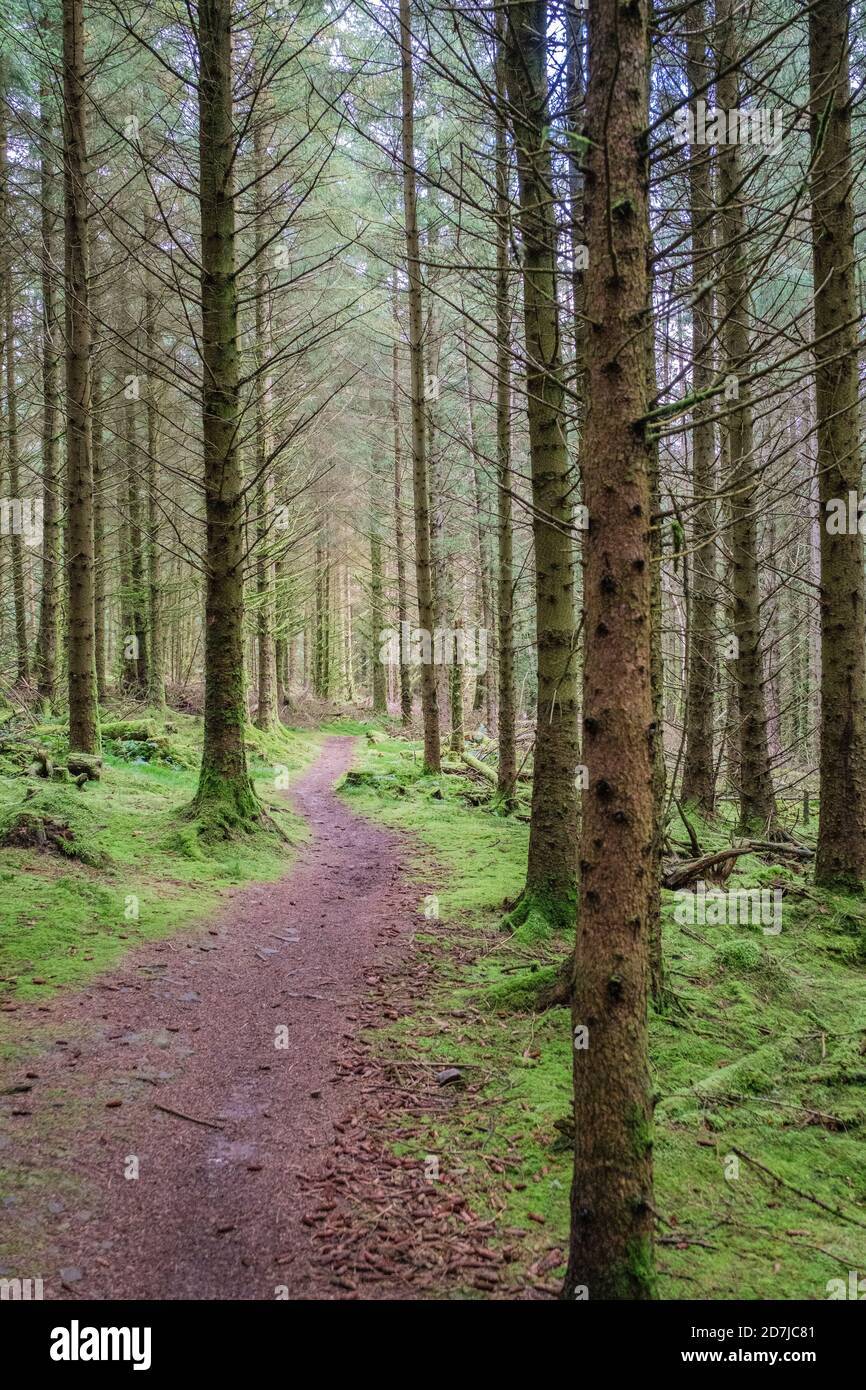 Kielder, Northumberland, Angleterre, Royaume-Uni Banque D'Images