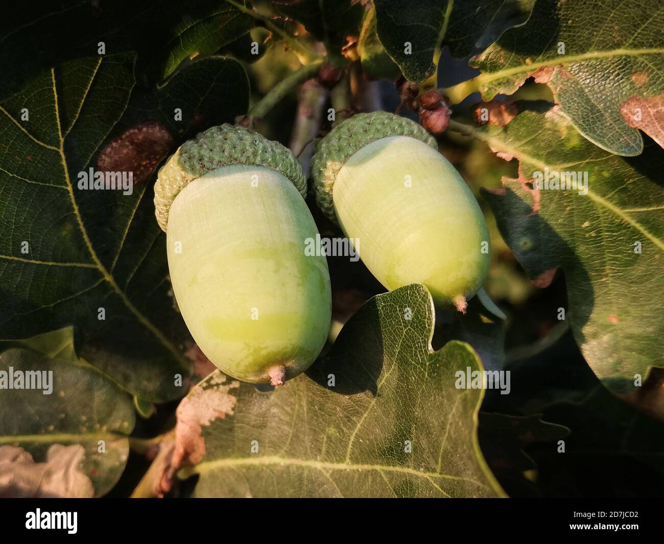 deux acorns appréciant le sunet, macrophotographie Banque D'Images