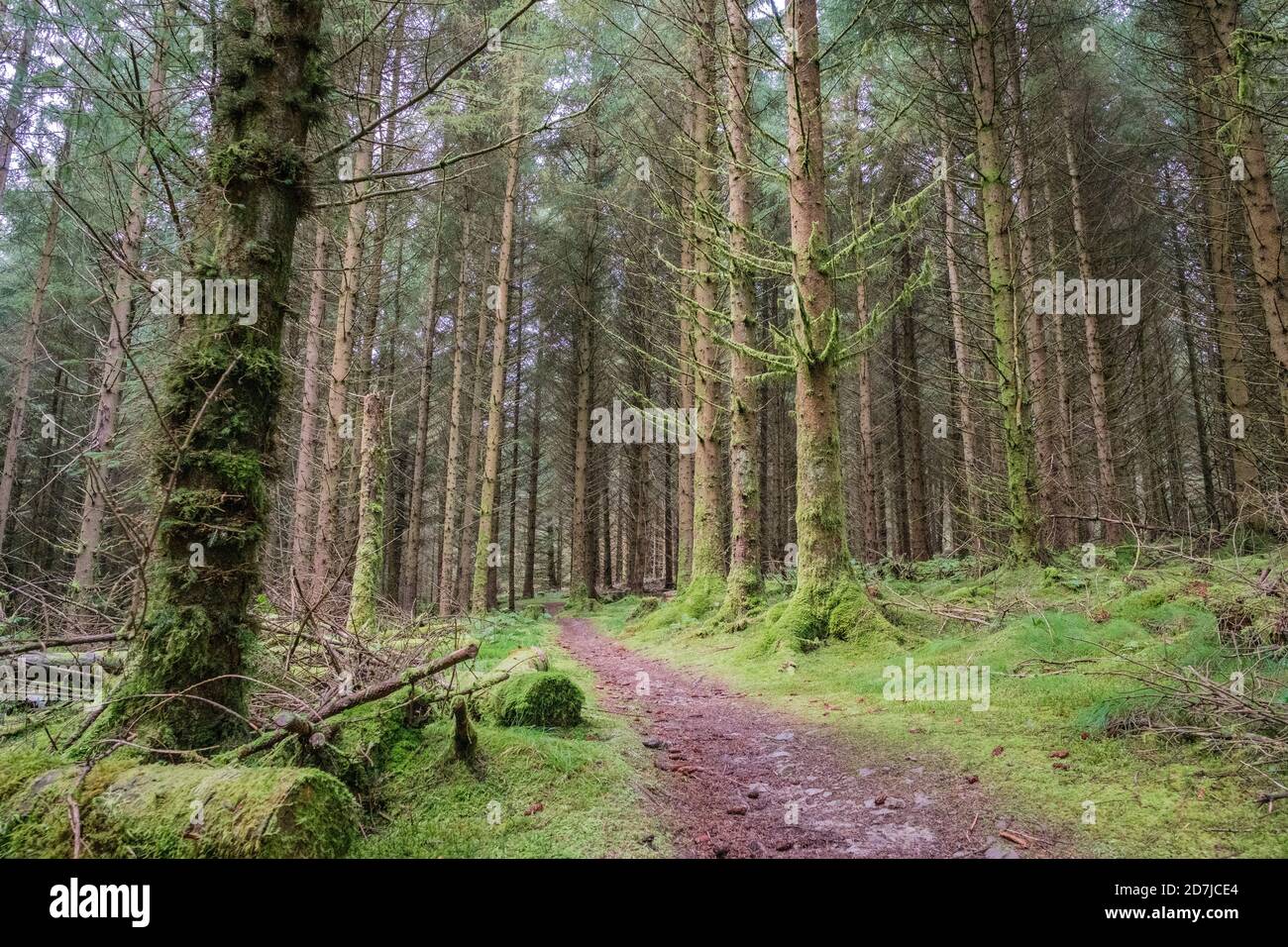 Kielder, Northumberland, Angleterre, Royaume-Uni Banque D'Images