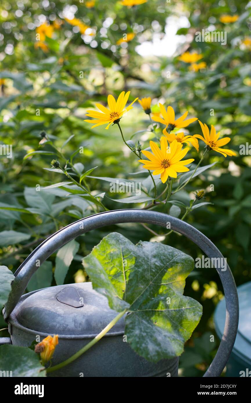 Carafe de zinc et fleurs d'artichaut Jérusalem en fleurs Banque D'Images