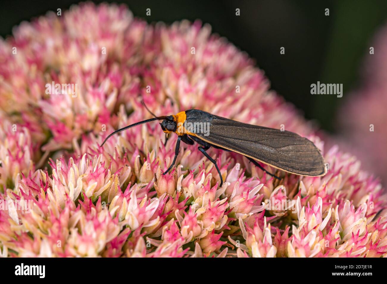 Gros plan de la Moth Scape à col jaune se nourrissant du nectar de l'usine de Sedum. Concept de conservation des insectes et de la faune, jardinage de cour Banque D'Images