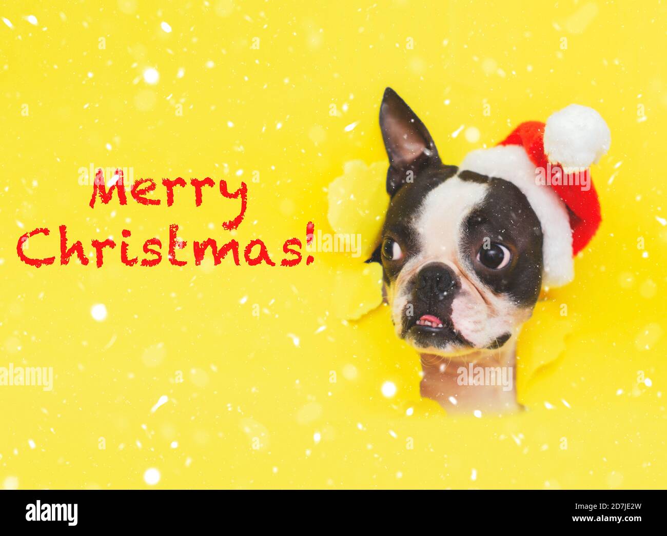 La tête d'un chien de Boston Terrier dans un chapeau de Père Noël regarde par un trou dans un papier jaune dans la neige. Lettering-Joyeux Noël en lettres rouges. Banque D'Images