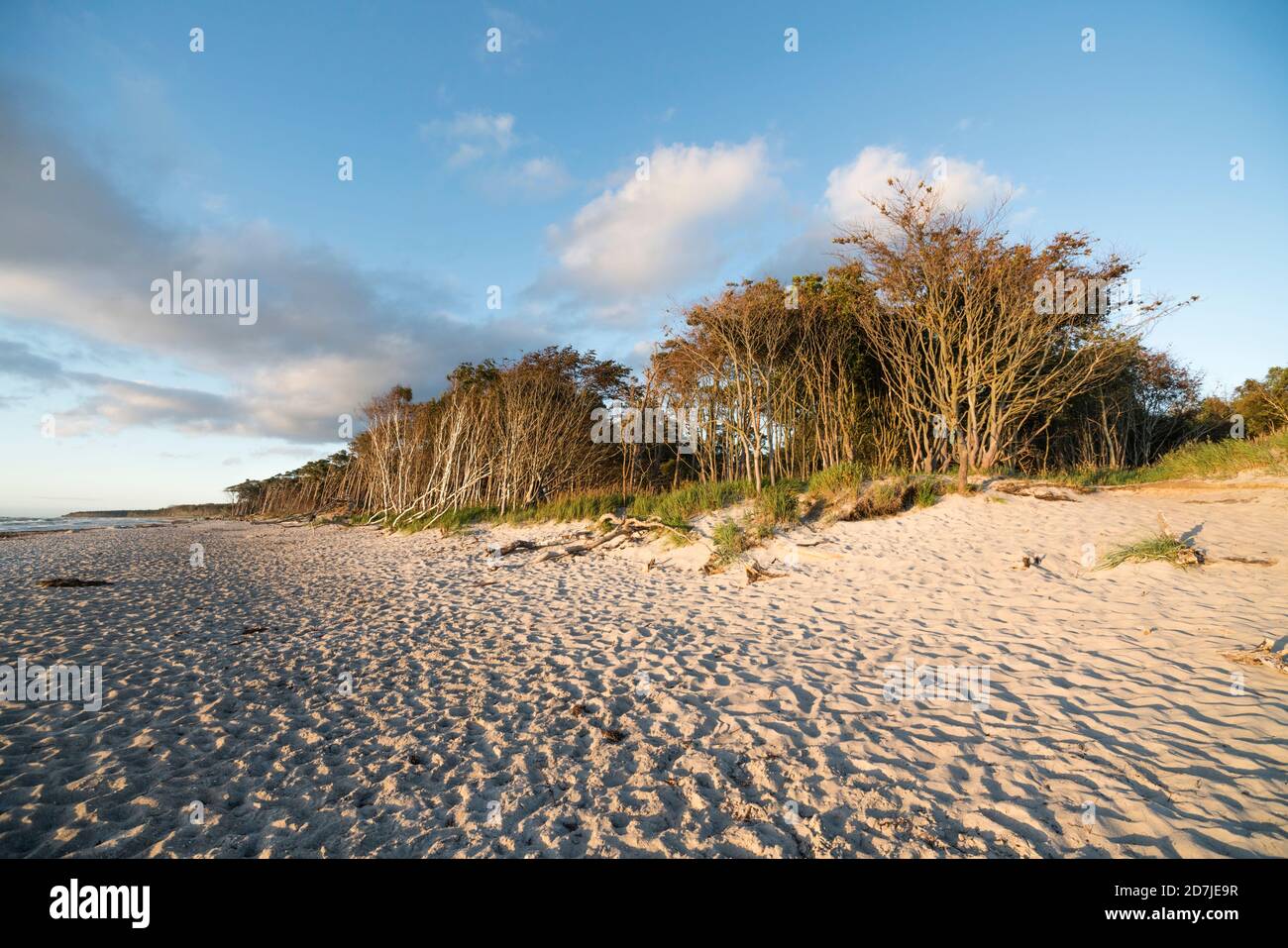 Arbres le long de la plage côtière de sable de la péninsule de Darss Banque D'Images