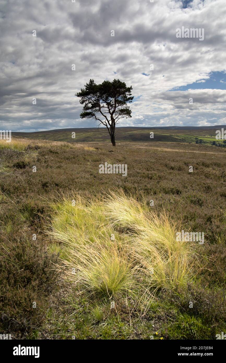 Lone Pine Tree sur Commondale Moor, parc national de North York Moors, Yorkshire, Angleterre Banque D'Images