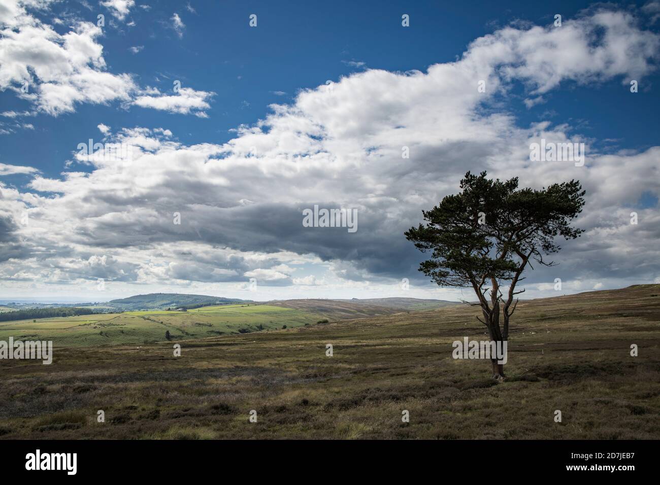 Lone Pine Tree sur Commondale Moor, parc national de North York Moors, Yorkshire, Angleterre Banque D'Images