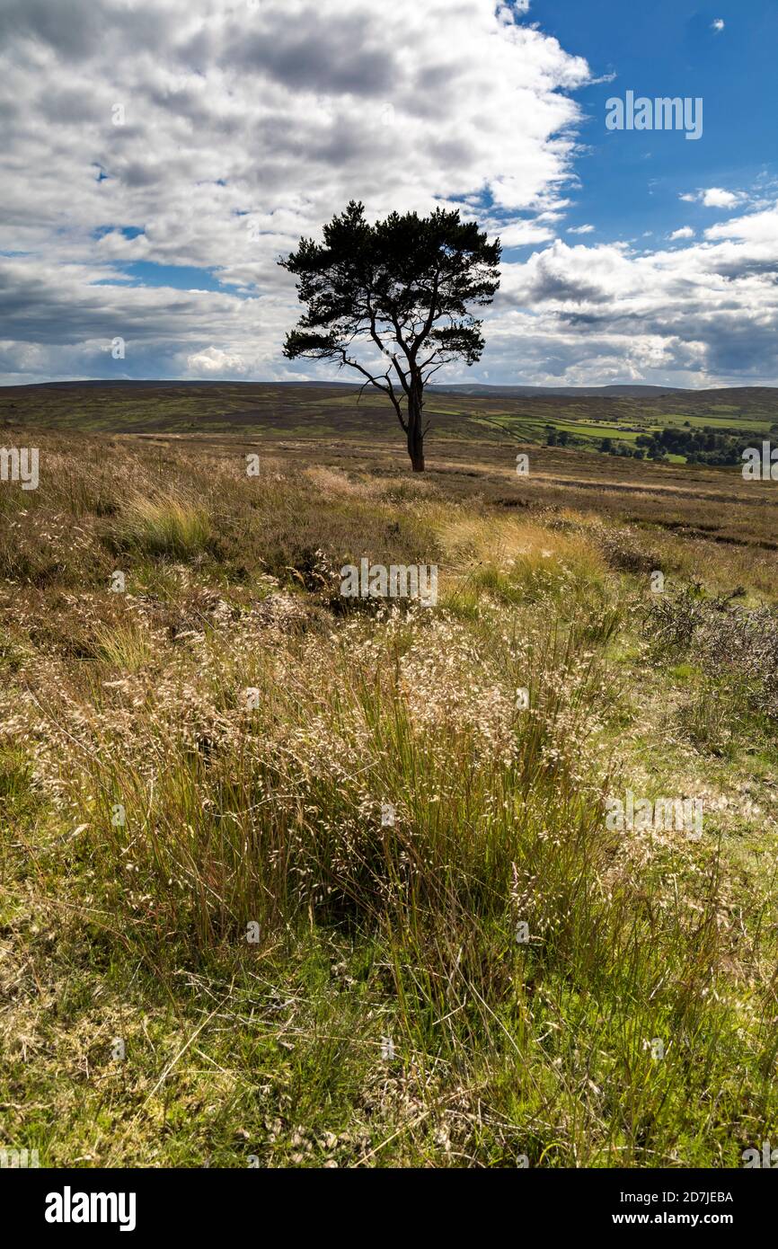 Lone Pine Tree sur Commondale Moor, parc national de North York Moors, Yorkshire, Angleterre Banque D'Images