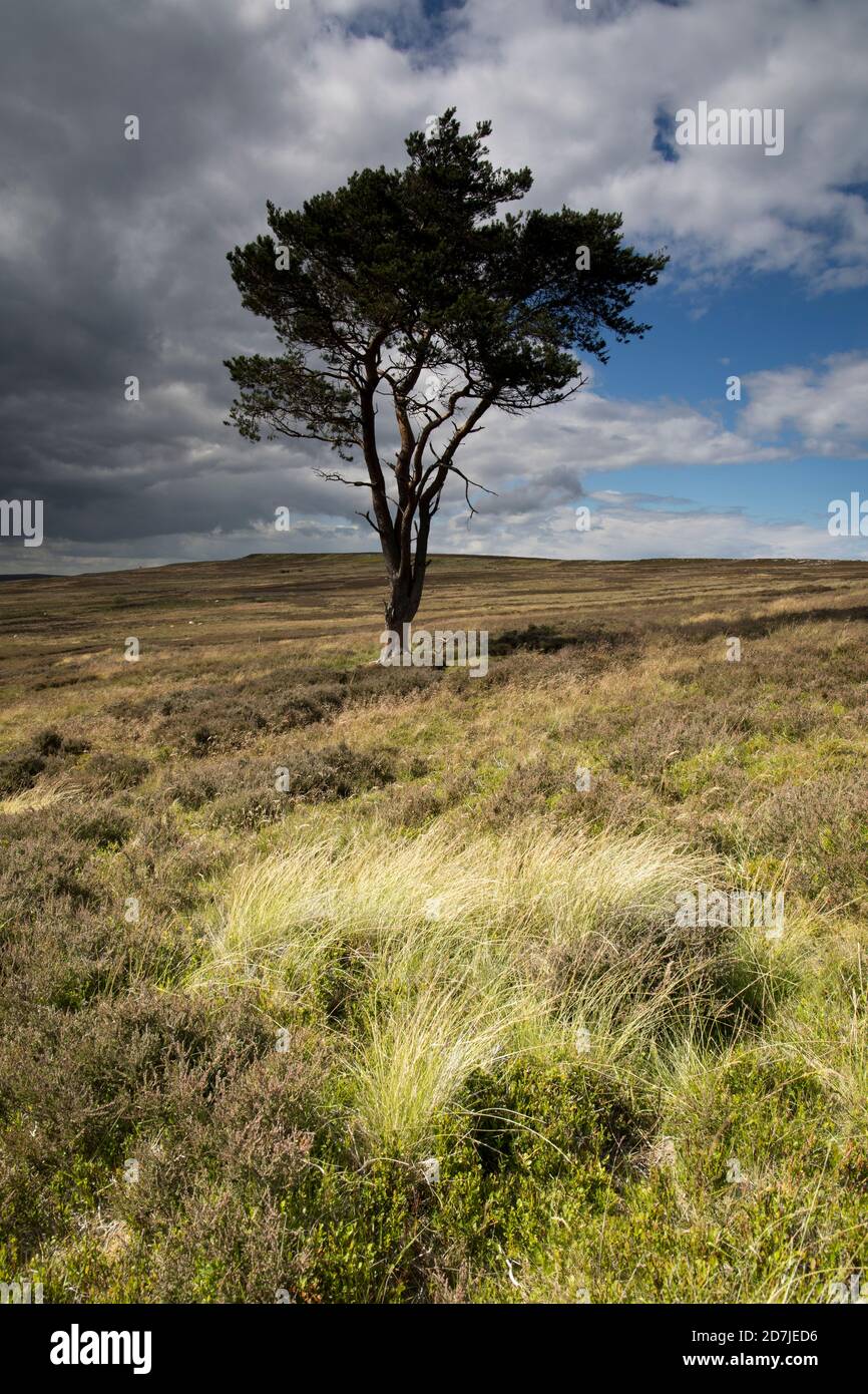 Lone Pine Tree sur Commondale Moor, parc national de North York Moors, Yorkshire, Angleterre Banque D'Images
