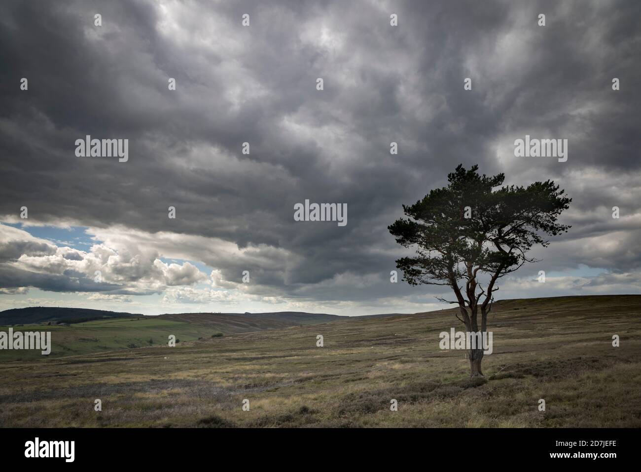 Lone Pine Tree sur Commondale Moor, parc national de North York Moors, Yorkshire, Angleterre Banque D'Images