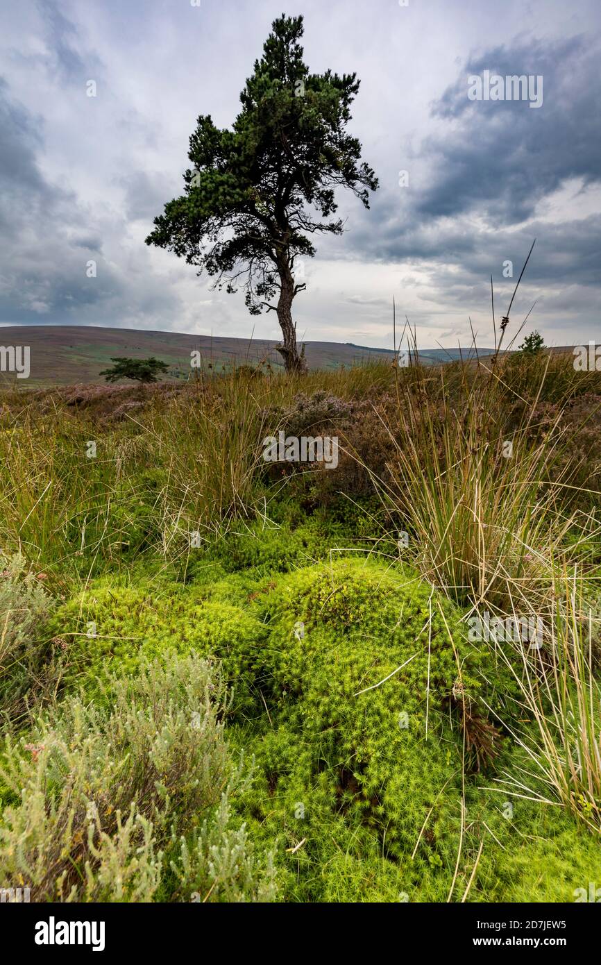Lone Pine Tree sur Commondale Moor, parc national de North York Moors, Yorkshire, Angleterre Banque D'Images