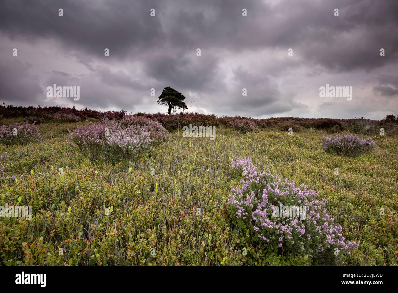Lone Pine Tree sur Commondale Moor, parc national de North York Moors, Yorkshire, Angleterre Banque D'Images