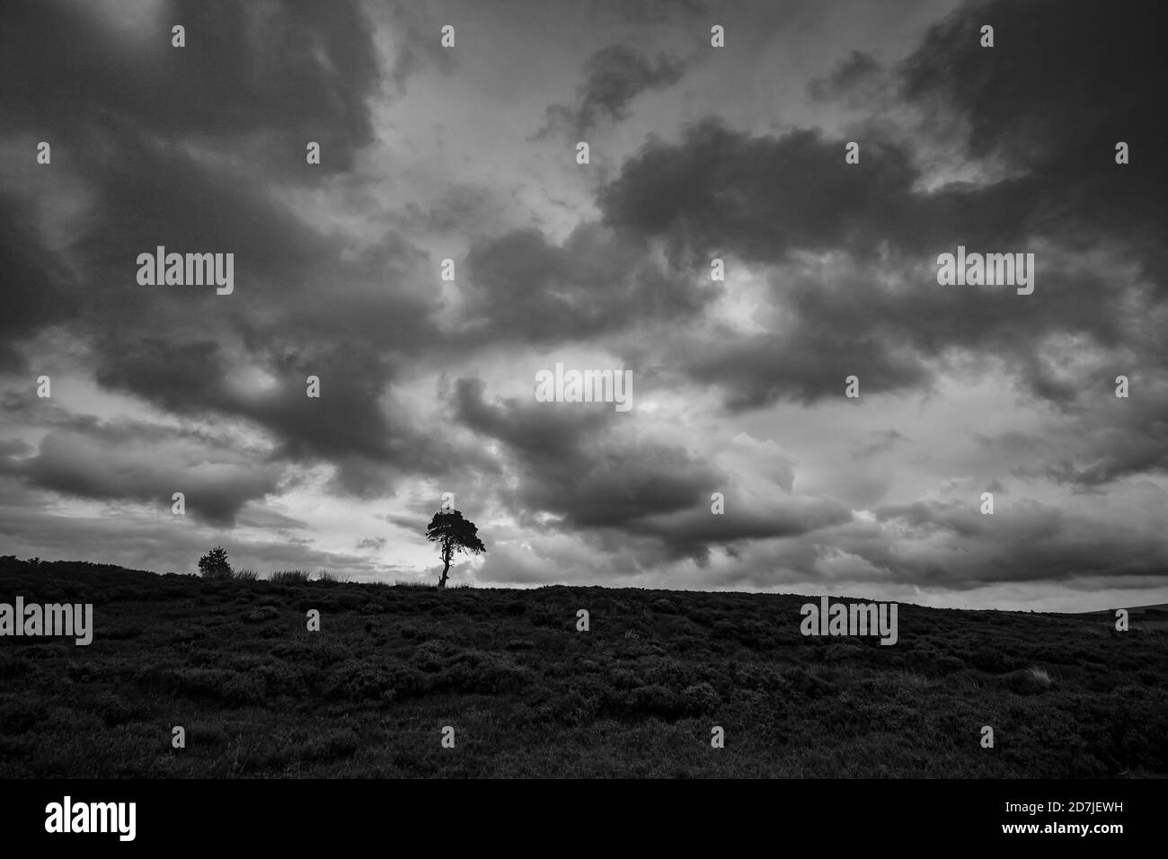 Lone Pine Tree sur Commondale Moor, parc national de North York Moors, Yorkshire, Angleterre Banque D'Images