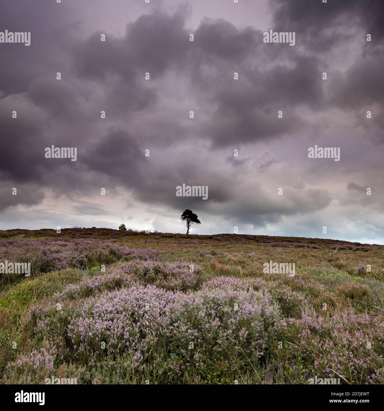 Lone Pine Tree sur Commondale Moor, parc national de North York Moors, Yorkshire, Angleterre Banque D'Images