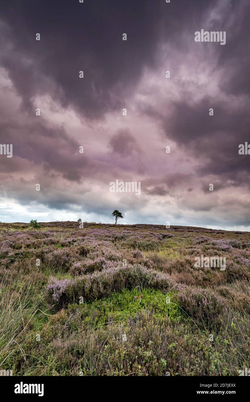 Lone Pine Tree sur Commondale Moor, parc national de North York Moors, Yorkshire, Angleterre Banque D'Images