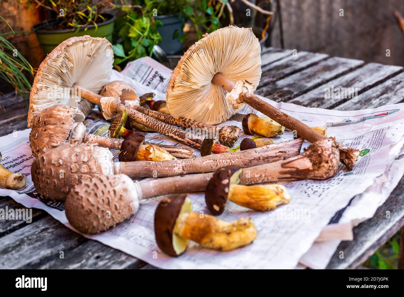 Champignons fraîchement cueillis sur le journal Banque D'Images