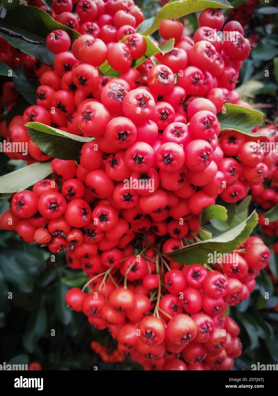 Fruits rouges d'un écarlate firethorn, Pyracantha coccinea, macrophotographie Banque D'Images