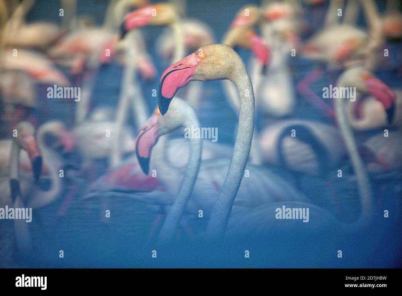 Grand flamants roses (Phoenicopterus roseus) dans l'eau le jour ensoleillé Banque D'Images