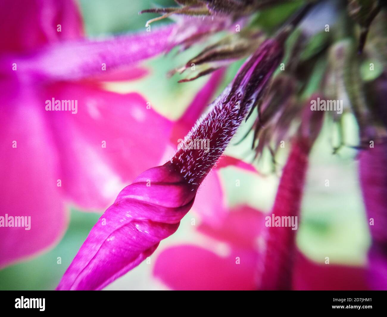 Fleur rose tordue, macrophotographie Banque D'Images