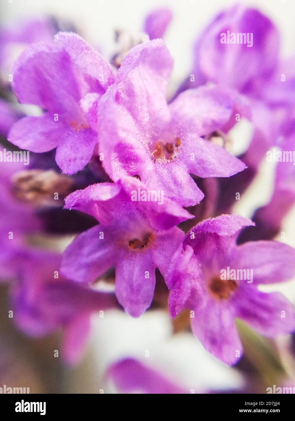 Petites fleurs de lavande en gros plan, macrophotographie Banque D'Images