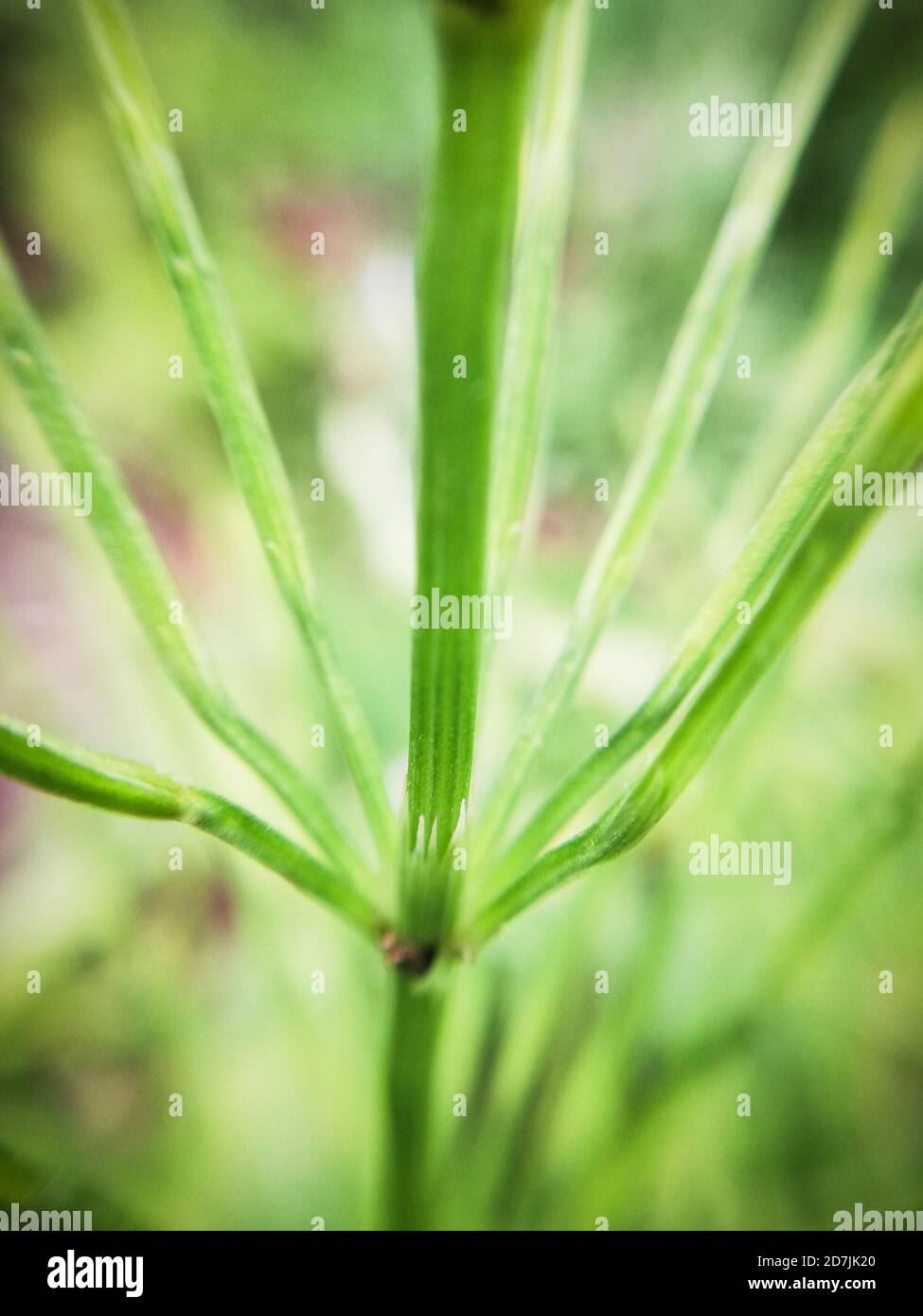 Herbe aux folies, macro-photographie Banque D'Images