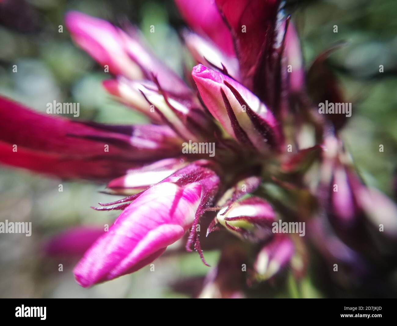 Fleurs violettes roulées, macrophotographie Banque D'Images