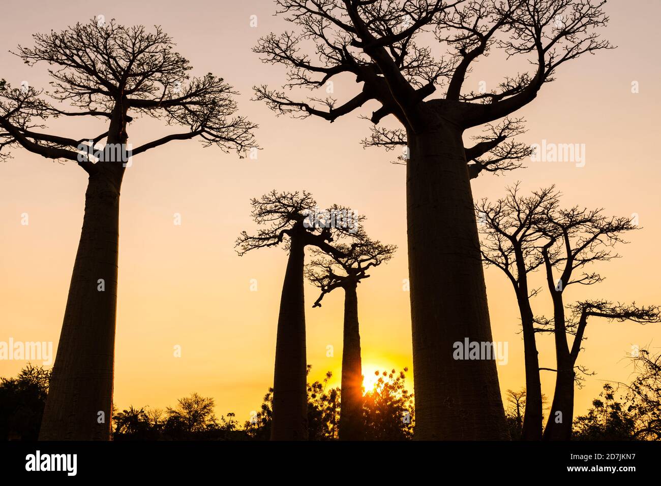 Silhouette baobab arbres contre ciel clair au coucher du soleil, Morondava, Madagascar Banque D'Images