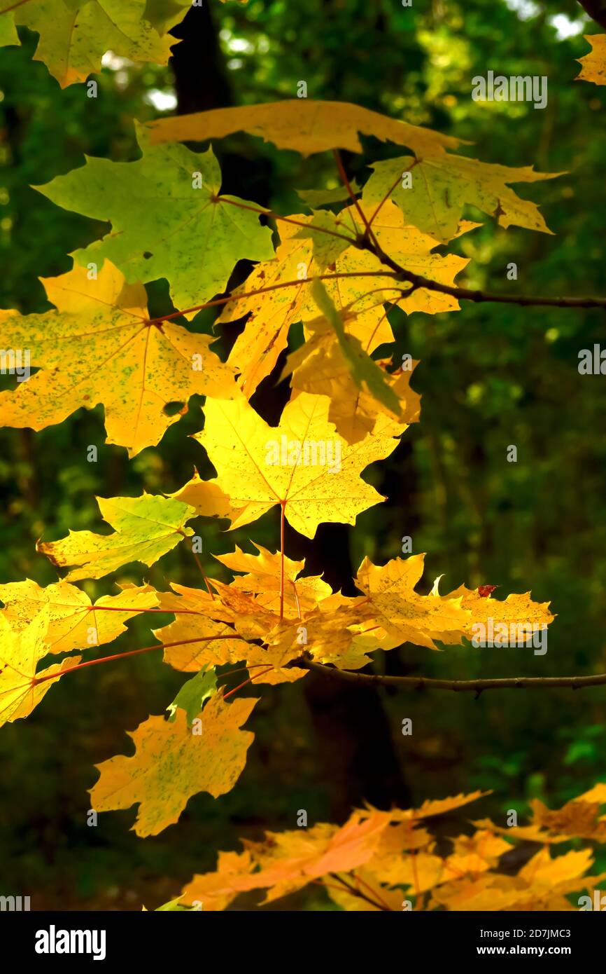 Jaune feuilles d'érable en automne Banque D'Images