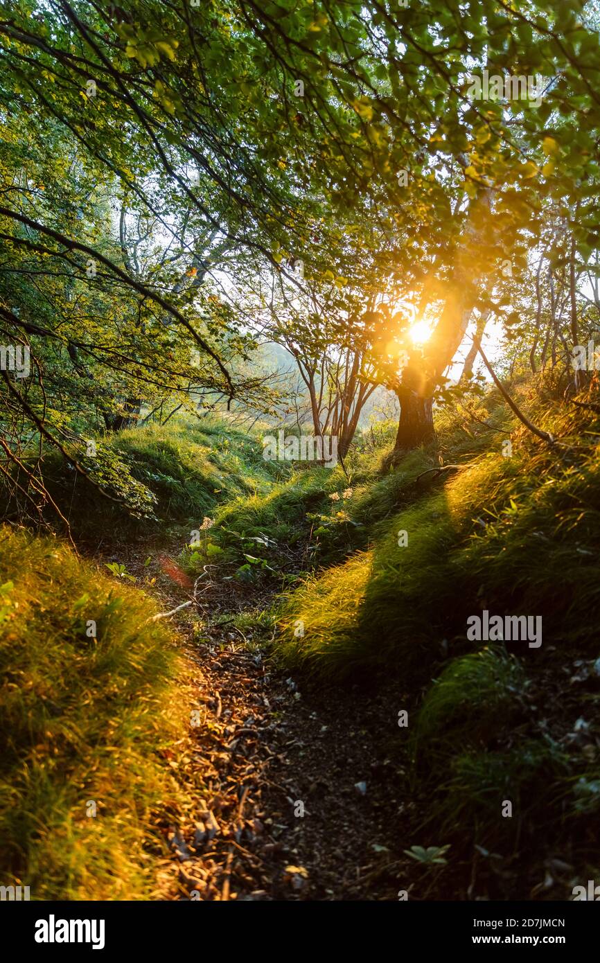 Lumière du soleil vue à travers les arbres dans la forêt au lever du soleil, Orobie, Lecco, Italie Banque D'Images