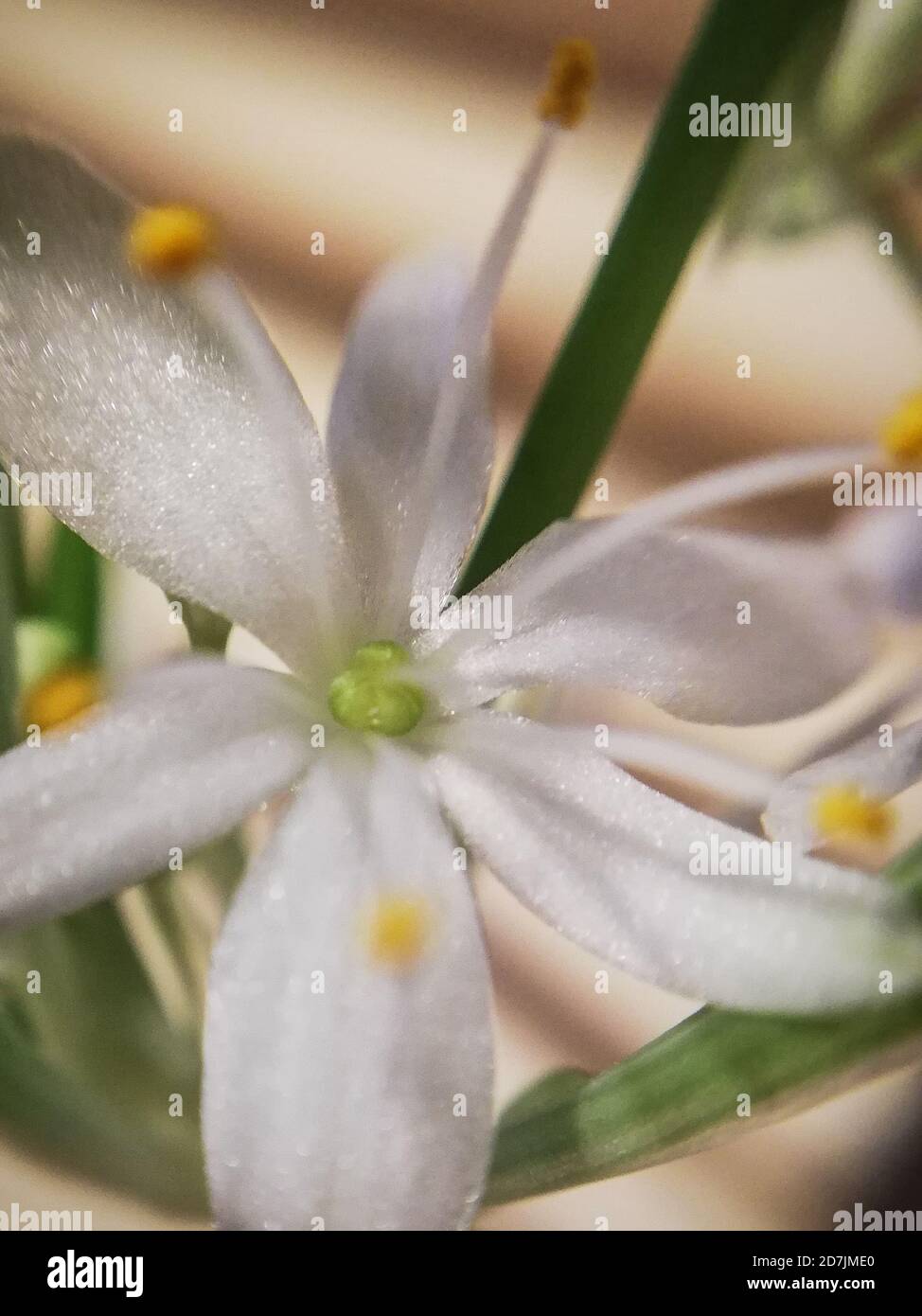 Fleur d'une plante d'araignée, Chlorophytum comosum, macrophotographie Banque D'Images