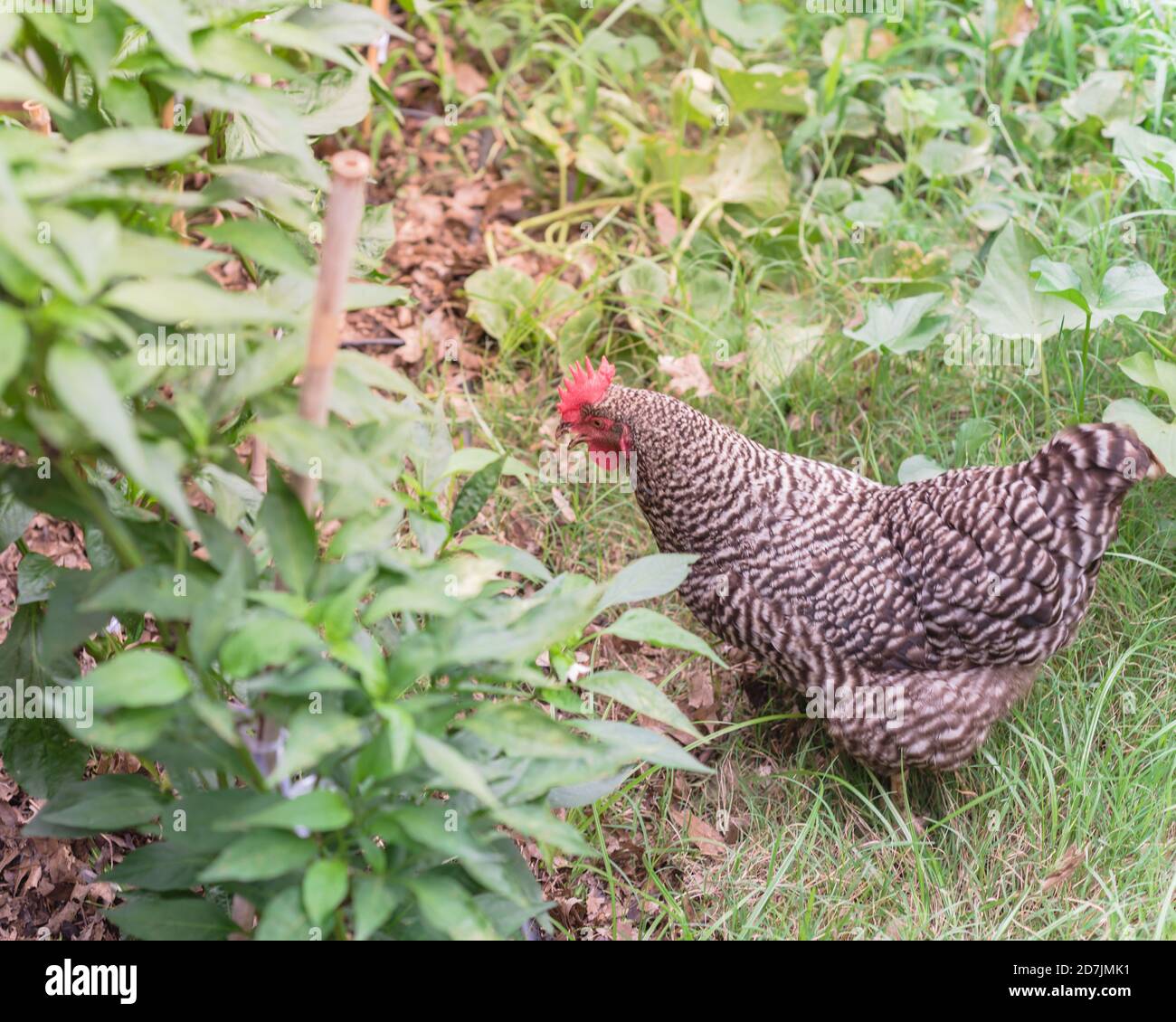 Les Marans nichent du poulet pond-poule dans un potager biologique près de Dallas, Texas, États-Unis Banque D'Images