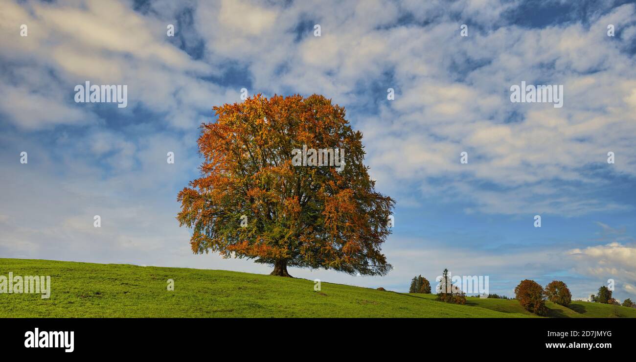 Panorama du hêtre européen (Fagus sylvatica) en automne Banque D'Images