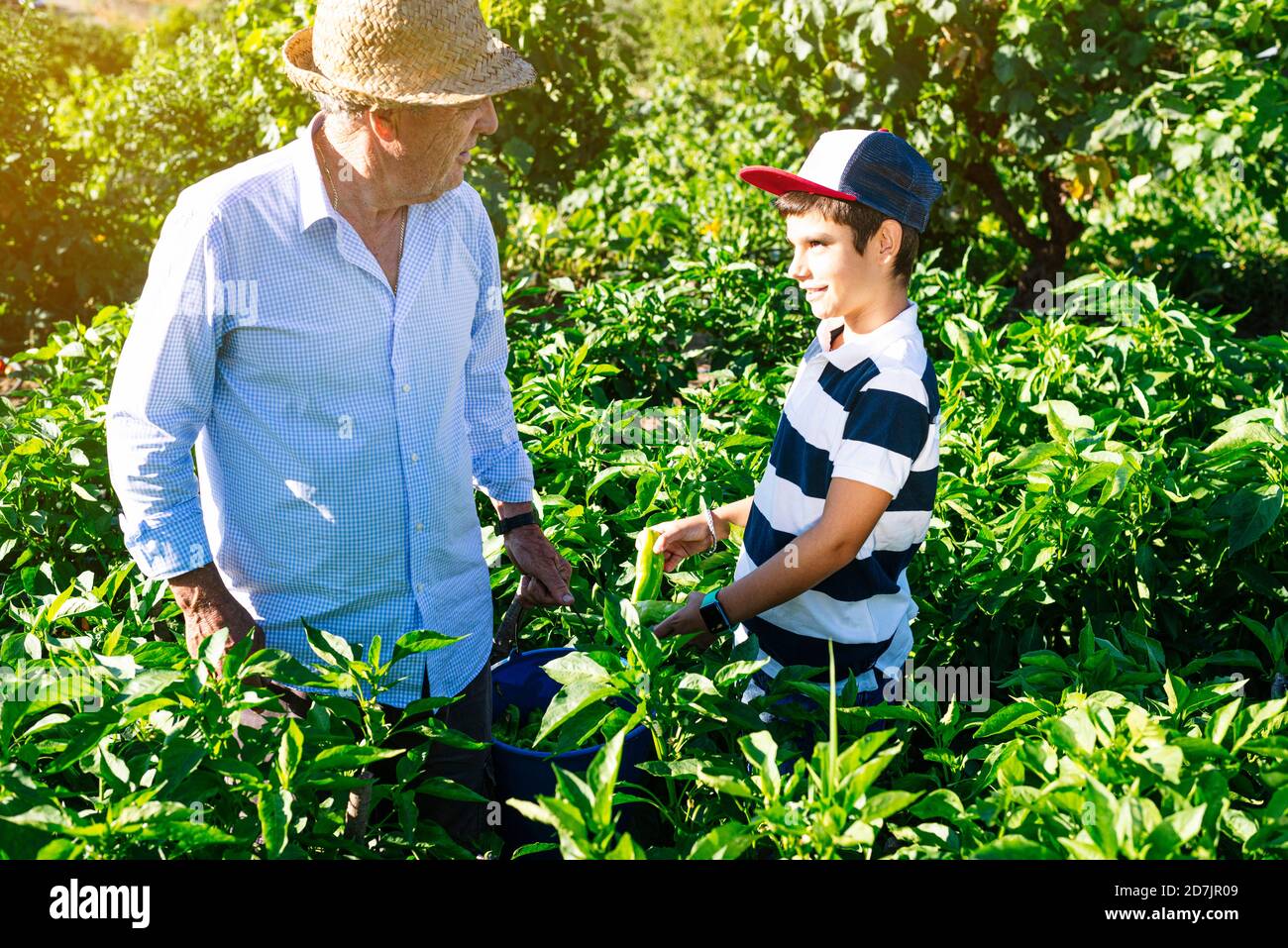 Garçon avec grand-père cueillant des poivrons dans le jardin potager Banque D'Images