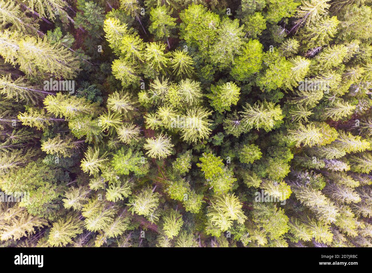 Vue de drone des épinettes vertes (Picea abies) Dans la forêt bavaroise Banque D'Images