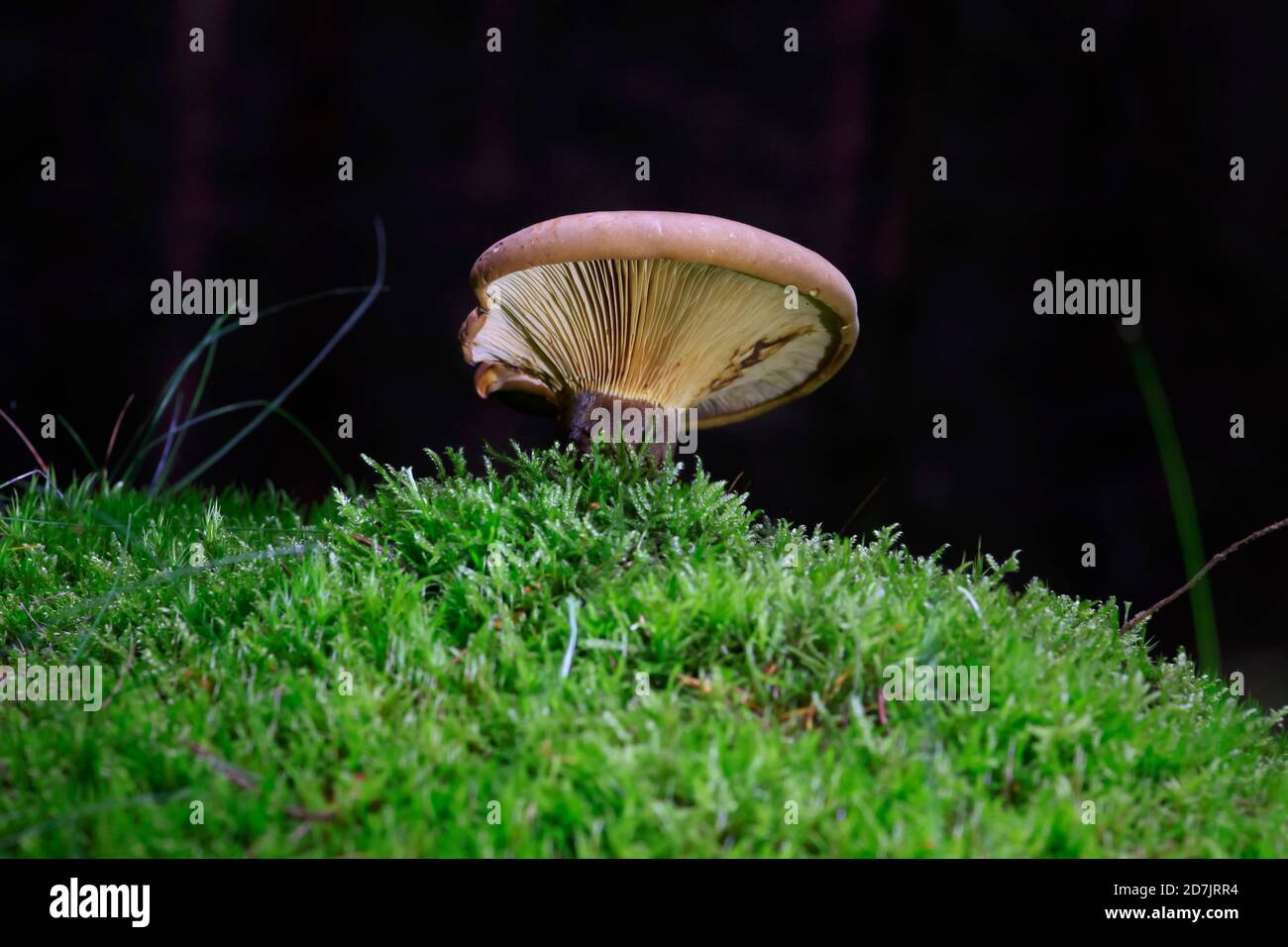 Champignons bruns poussant sur le sol de la forêt Banque D'Images