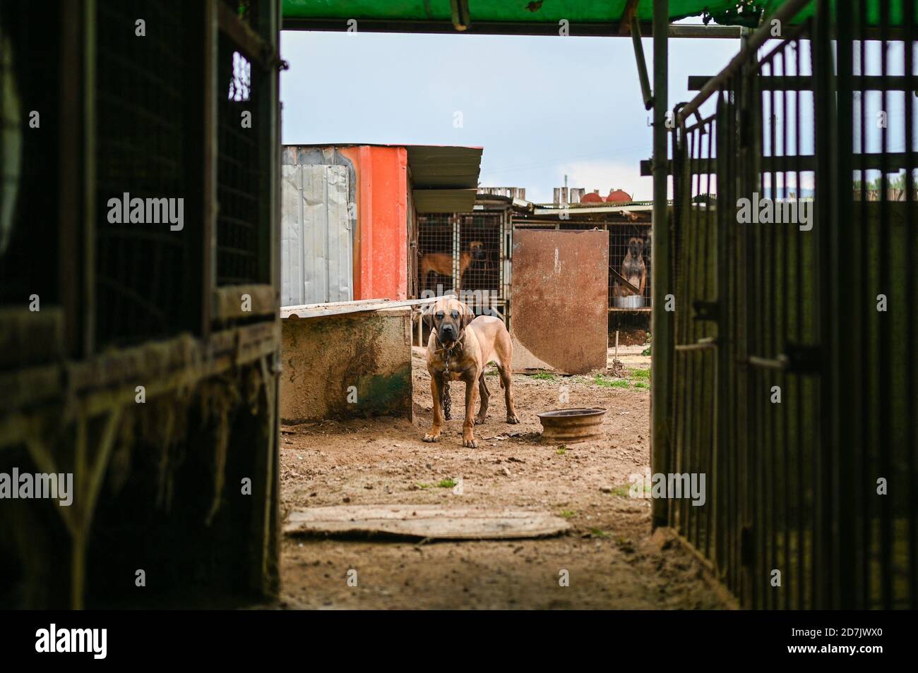 Haemi, Corée du Sud. 22 octobre 2020. Les chiens attendent du0027être 