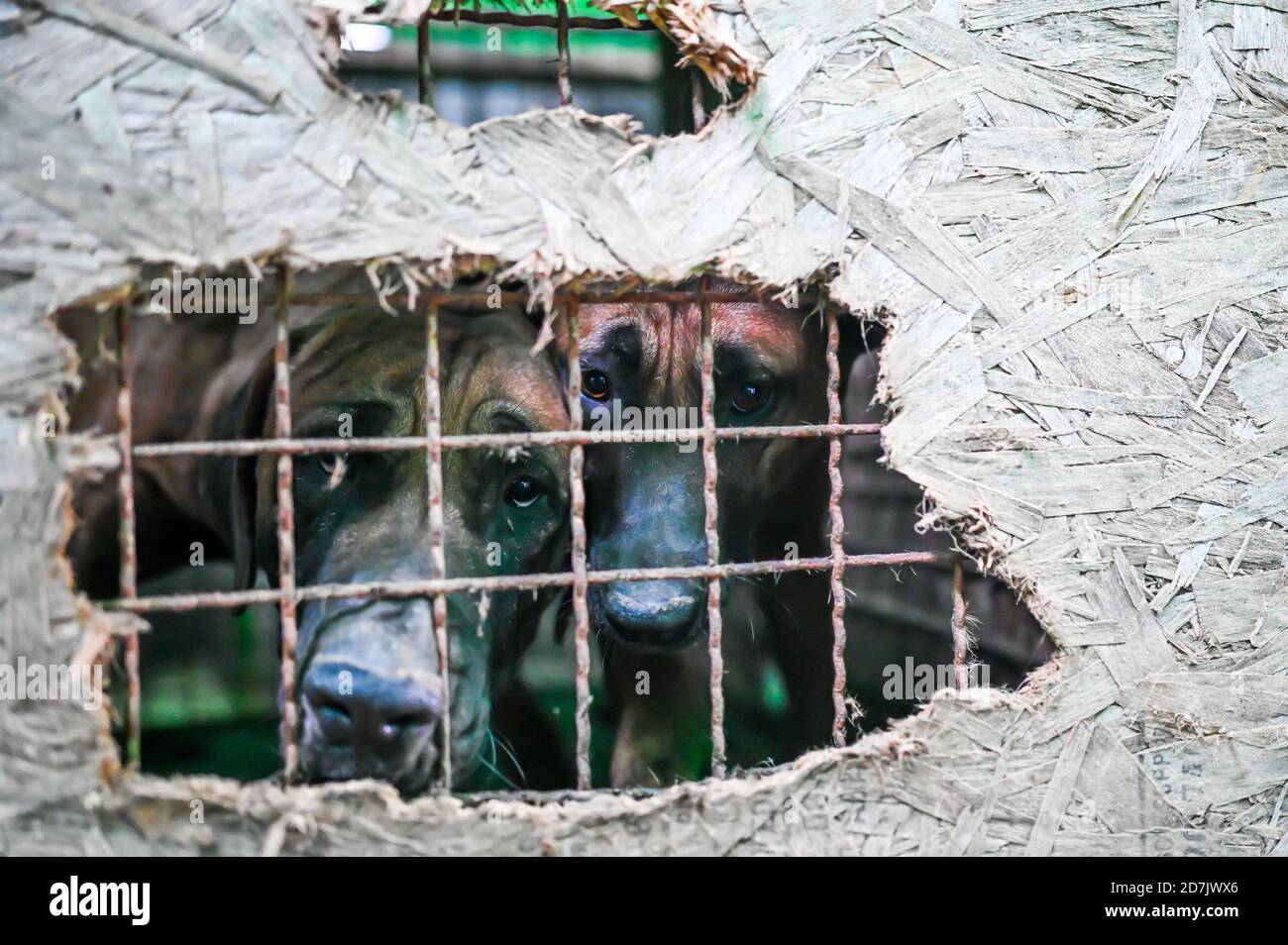 Haemi, Corée du Sud. 22 octobre 2020. Les chiens regardent par un trou de contreplaqué couvrant une cage dans une ferme de viande de chien à Haemi, en Corée du Sud, le jeudi 22 octobre 2020. Photo de Thomas Maresca/UPI crédit: UPI/Alay Live News Banque D'Images