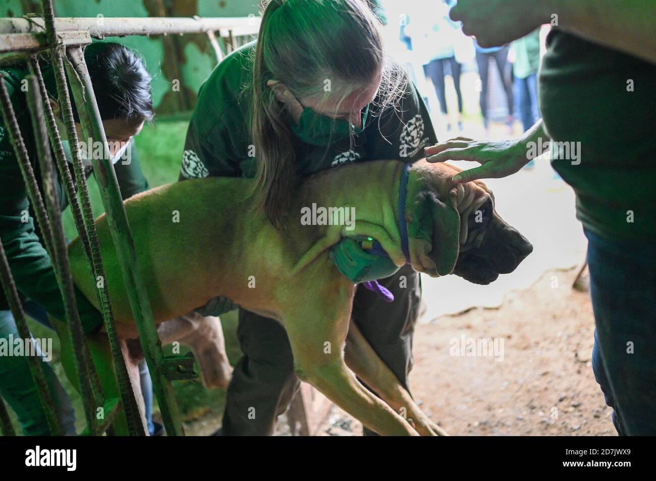 Haemi, Corée du Sud. 22 octobre 2020. Les secouristes déplacent un chien d'une cage vers un porteur dans une ferme de viande de chien à Haemi, en Corée du Sud, le jeudi 22 octobre 2020. Humanl Society International, une ONG de défense des droits des animaux, a sauvé les chiens de la ferme et les amène aux États-Unis et au Canada pour adoption. Photo de Thomas Maresca/UPI crédit: UPI/Alay Live News Banque D'Images