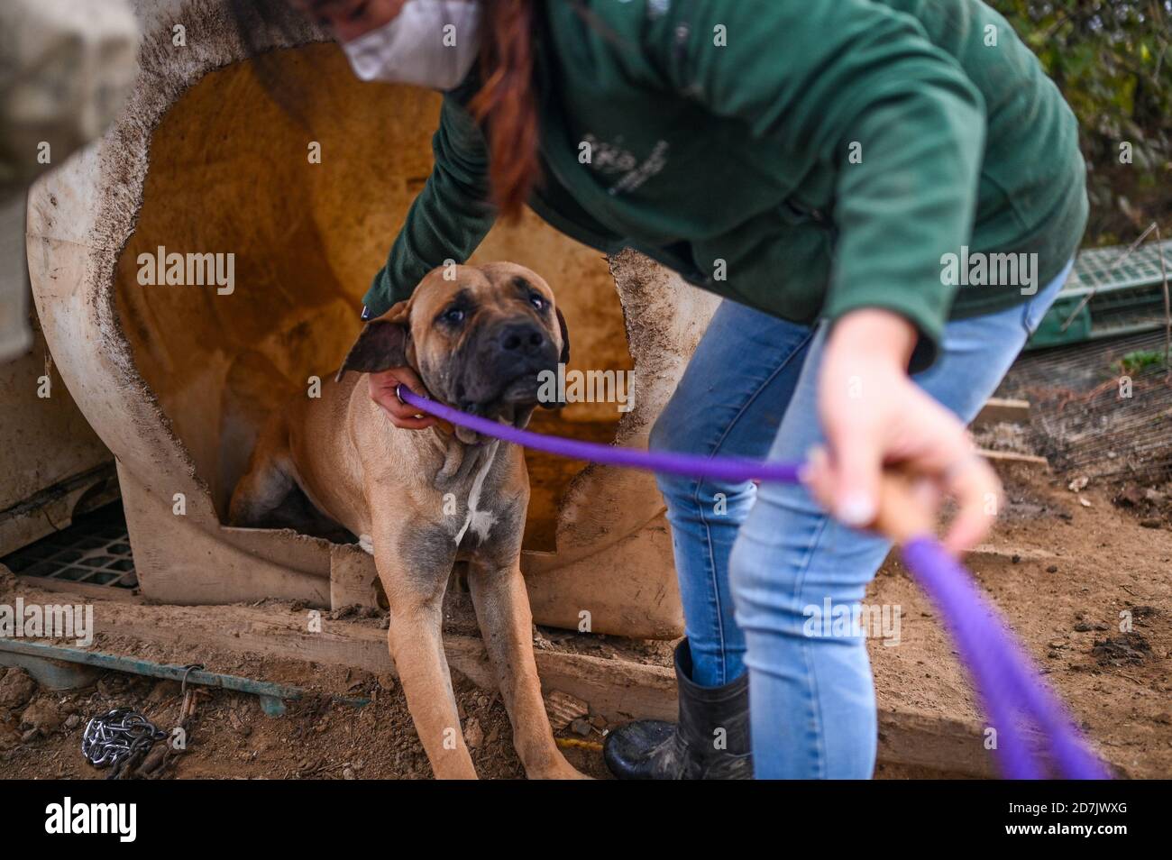 Haemi, Corée du Sud. 22 octobre 2020. Le jeudi 22 octobre 2020, un chien est conduit par un agent de secours dans une ferme de viande de chien à Haemi, en Corée du Sud. Humanl Society International, une ONG de défense des droits des animaux, a sauvé les chiens et les amène aux États-Unis et au Canada pour adoption. Photo de Thomas Maresca/UPI crédit: UPI/Alay Live News Banque D'Images