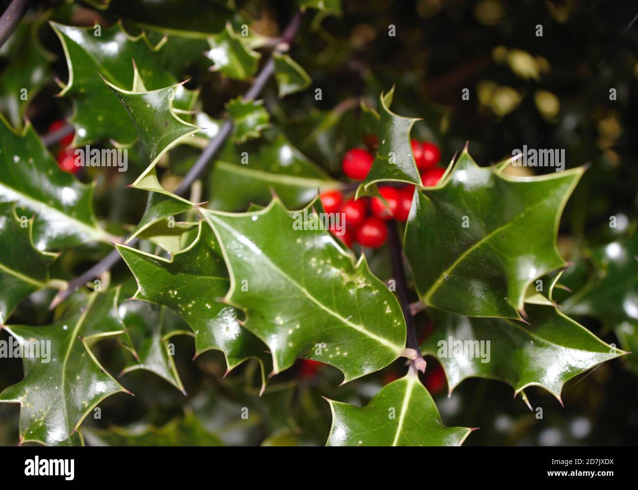 Holly baies et Ivy, décorations de Noël. ECO Christmas, Royaume-Uni Banque D'Images