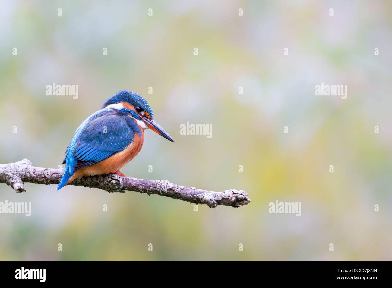 kingfisher eurasien (Alcedo atthis) assis sur son perchoir en automne. Banque D'Images