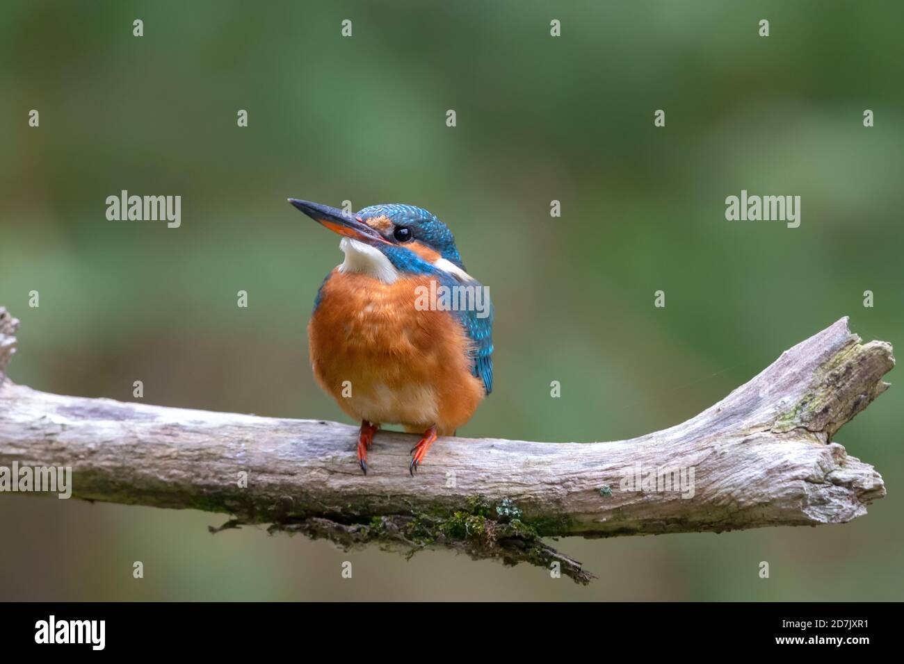 kingfisher eurasien (Alcedo atthis) assis sur son perchoir en automne. Banque D'Images