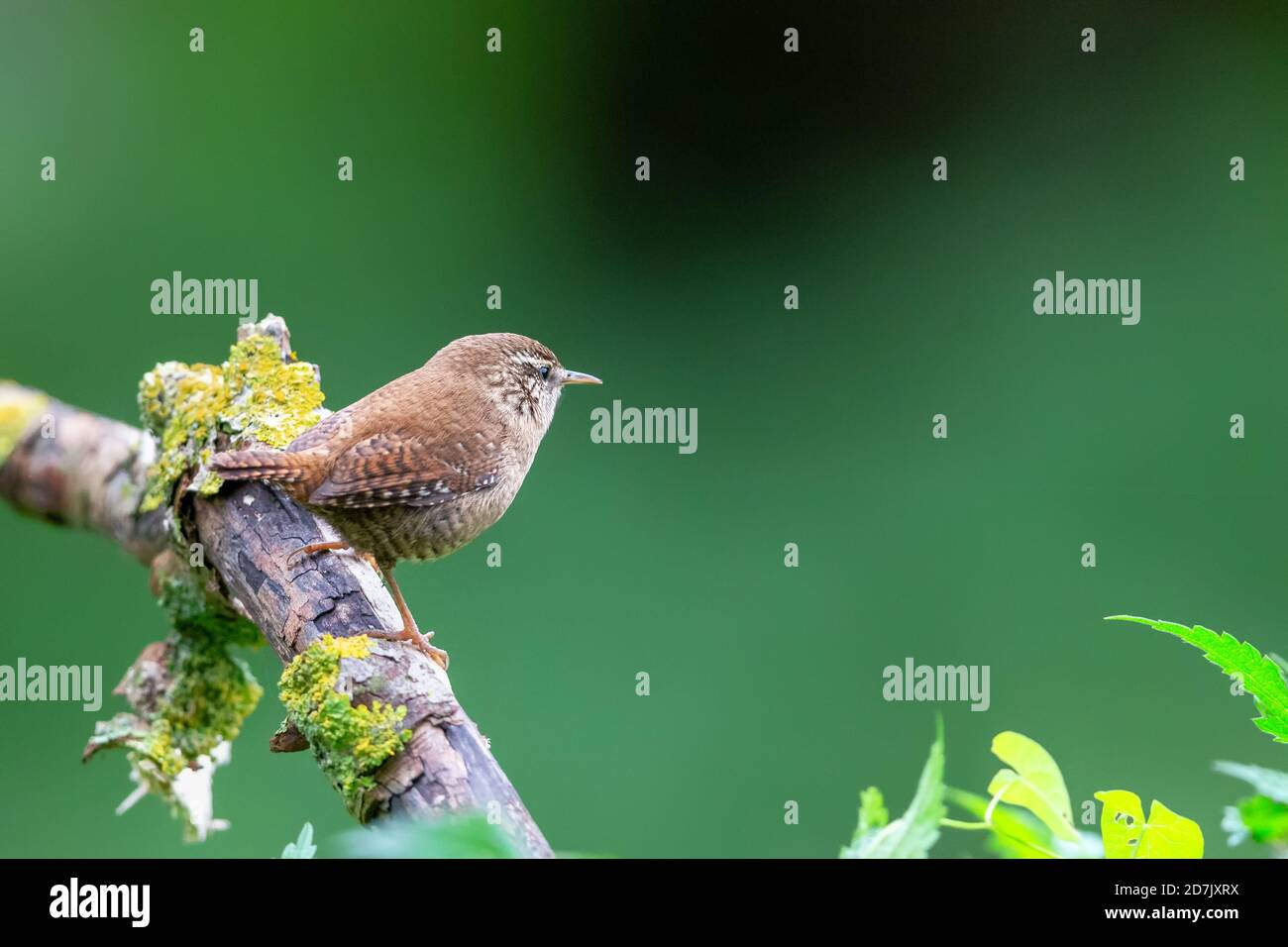 Wren eurasien (troglodytes troglodytes) assis sur une branche en automne. Banque D'Images