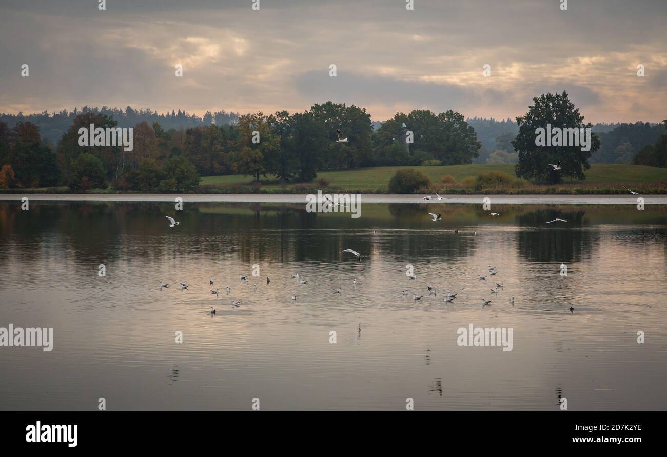 Oiseaux migrateurs en automne au lac Markovec u Zizky. Sudomer, République tchèque, Europe Banque D'Images