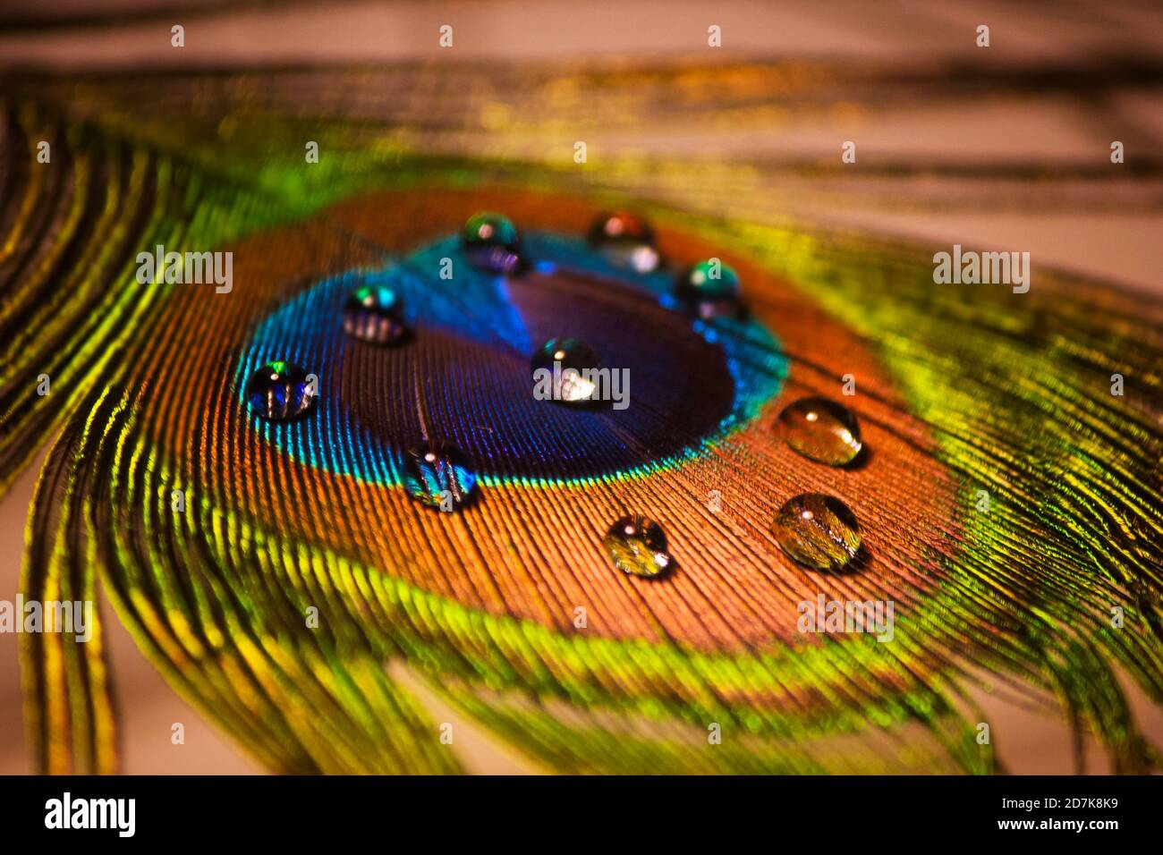 Détail de la plume de paon avec gouttes d'eau Banque D'Images