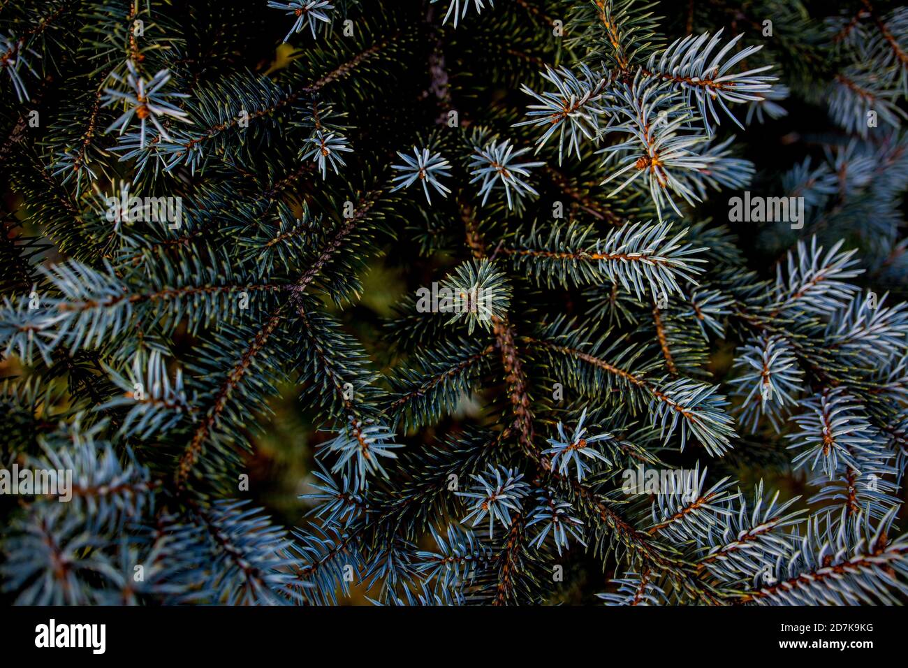 Une branche de sapin bleu en gros plan. Banque D'Images