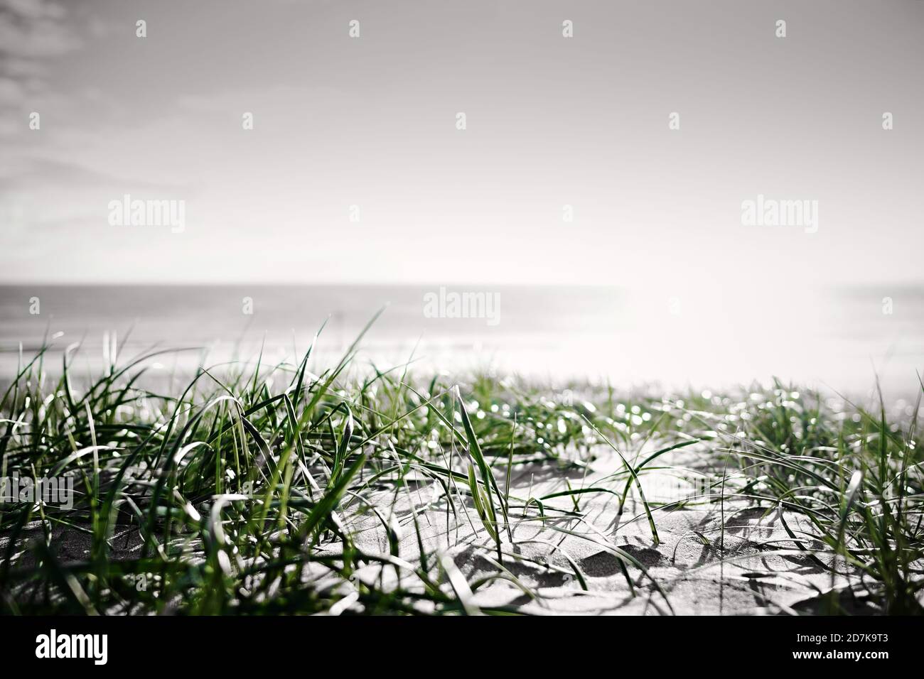 Noir et blanc avec herbe verte, sur la mer Banque D'Images